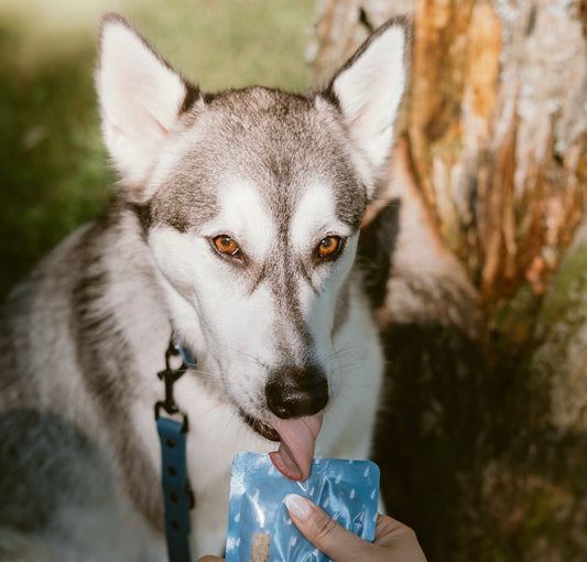 pochettes alimentaires réutilisables, produits pour chiens, écologique, pratique, économique