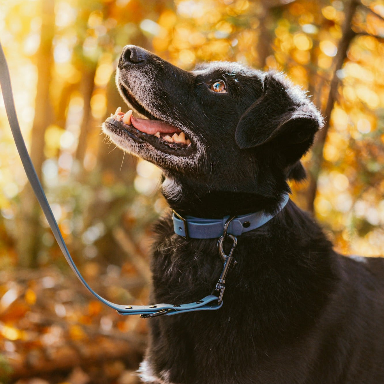 Riffy leash Blue