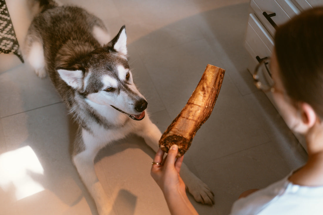 Mastication, chien, côte de boeuf, os, gruger