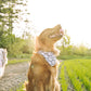 Riffy Bandana Yeehaw