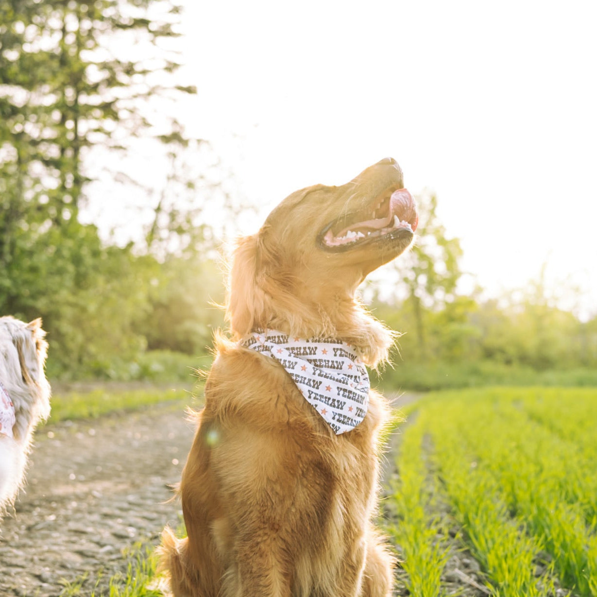 Riffy Bandana Yeehaw