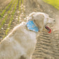 Riffy Bandana Blue